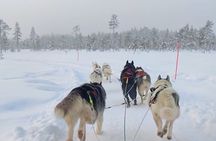 Husky Farm Visit & Sled Ride Experience