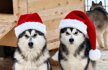 Husky Farm Visit & Sled Ride Experience