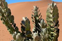 Multi Days desert Tour 3 Days 2 Nights