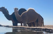 Multi Days desert Tour 3 Days 2 Nights