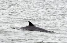 2 Hour Dolphin Watching Adventure in Calabash