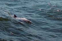2 Hour Dolphin Watching Adventure in Calabash