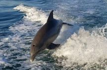 Siesta Key 2 Hour Private Charter- Siestas Best Dolphin Tour