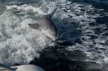 Siesta Key 2 Hour Private Charter- Siestas Best Dolphin Tour