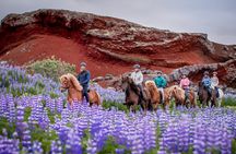 Icelandic Horseback Riding Tour from Reykjavik