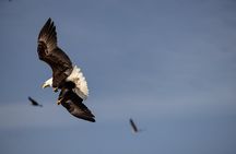 Sitka’s Best Local Whale Watching & Marine Wildlife Tour