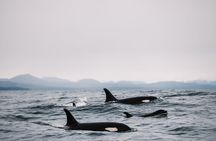 Sitka’s Best Local Whale Watching & Marine Wildlife Tour