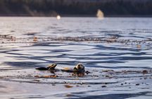 Sitka’s Best Local Whale Watching & Marine Wildlife Tour