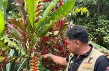 Organic Coffee Tour in the Sierra de Pluma Hidalgo
