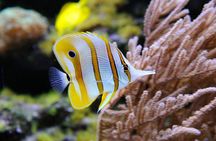 VIP Snorkeling Yacht Tour in Cancun and Isla Mujeres