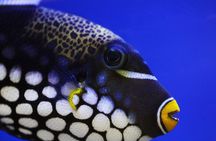 VIP Snorkeling Yacht Tour in Cancun and Isla Mujeres