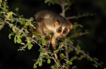 Night walk tour to see the Slender Loris and other night animals