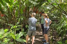 Waterfalls & hanging bridges and sloths