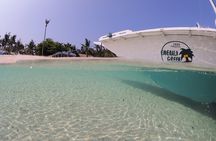 Scuba Diving Adventure Moalboal Sardine Run and Pescador Island