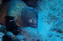 Scuba Diving Adventure Moalboal Sardine Run and Pescador Island