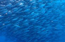 Scuba Diving Adventure Moalboal Sardine Run and Pescador Island