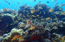 Scuba Diving Adventure Moalboal Sardine Run and Pescador Island