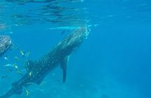 Scuba Diving Adventure Whale Sharks in Oslob and Moalboal Reefs