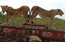 Half Day Nairobi National Park Tour with Options