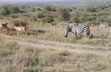 Half Day Nairobi National Park Tour with Options