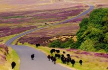 Afternoon Tour North York Moors National Park