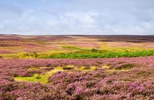 Afternoon Tour North York Moors National Park