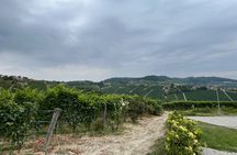 Monforte d'Alba: wine and cheese experience