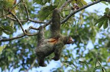 Half Day Nature Safari Float and Tortilla Making Tour from La Fortuna-Arenal