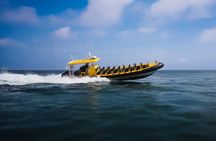 Kailua-Kona Adventure Whale Watch