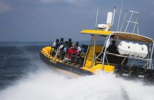 Kailua-Kona Adventure Whale Watch