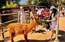 Maipo Valley Wine Tour with 4 vineyards from Santiago.