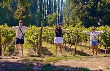 Maipo Valley Wine Tour with 4 vineyards from Santiago.