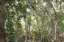 Calakmul and Bat Cave Tour from Bacalar