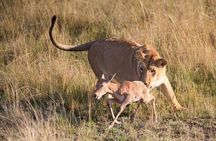 6 Days Best of Kenya Safari