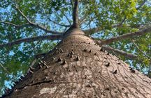 Bacalar Ichkabal Ruins and Boat Tour on the 7 Colors Lagoon