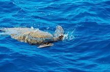 Ko Olina Glass Bottom Boat Tour - 1 Hour Reef Adventure