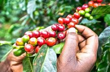 Tour to Fairview Coffee Farm With Coffee Tasting