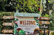 Tour to Fairview Coffee Farm With Coffee Tasting