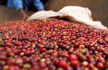 Tour to Fairview Coffee Farm With Coffee Tasting