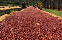 Tour to Fairview Coffee Farm With Coffee Tasting