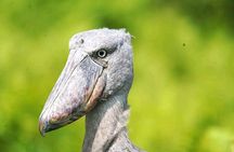 Shoebill Stork Watching Tour in Mabamba Swamp – Uganda Birding 