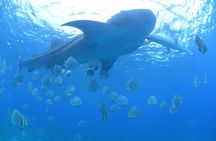 Scuba Diving Adventure Whale Sharks in Oslob and Moalboal Reefs