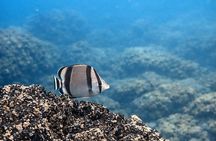 Award-Winning Turtle Island Snorkeling Tour,Marine Life & Views.