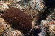Award-Winning Turtle Island Snorkeling Tour,Marine Life & Views.