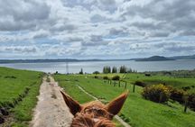 Scenic Horse Trekking Adventure in Rotorua
