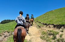 Scenic Horse Trekking Adventure in Rotorua