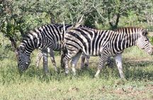 7 Day Zimbabwe Bostwana Safari