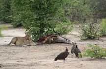7 Day Zimbabwe Bostwana Safari