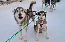 Self Drive Husky Sleigh Adventure to an Authentic Reindeer Farm