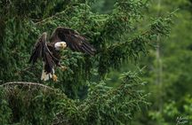 Private Sitka Wildlife LAND & SEA COMBO for 6 w/meal